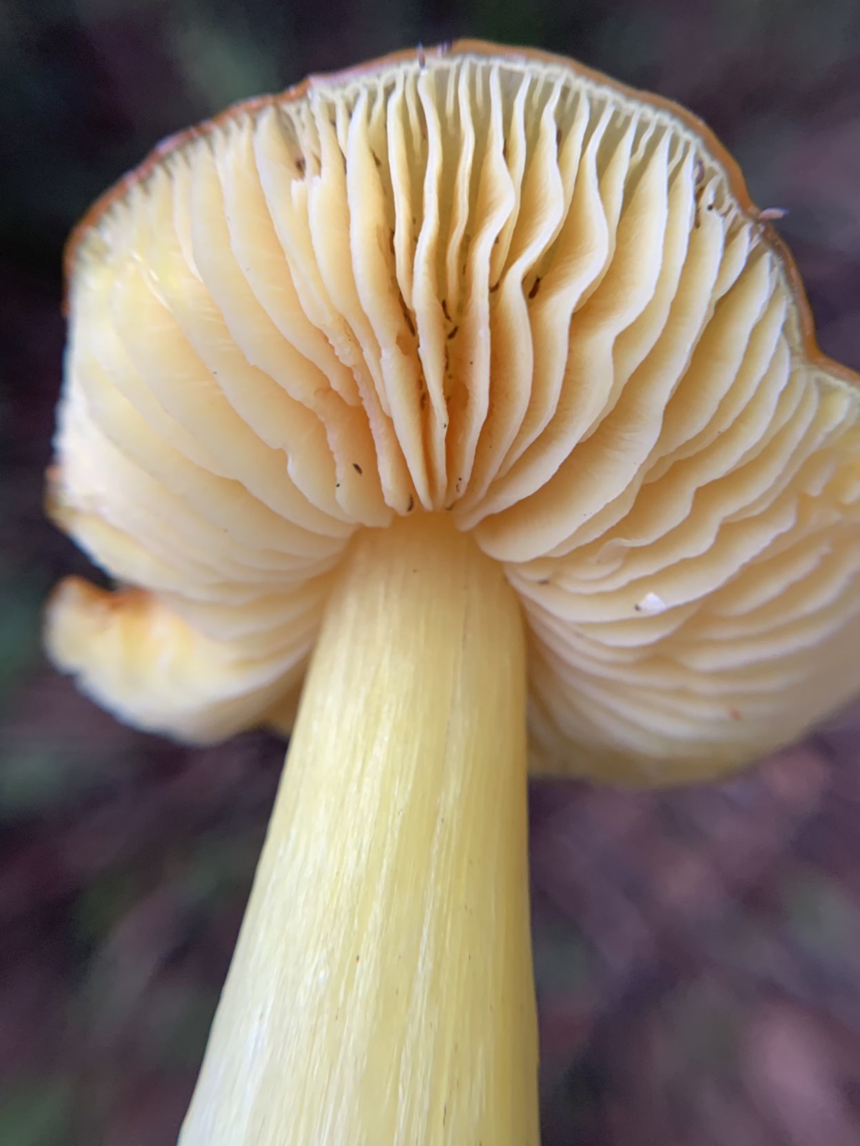 Hygrocybe flavescens mushroom